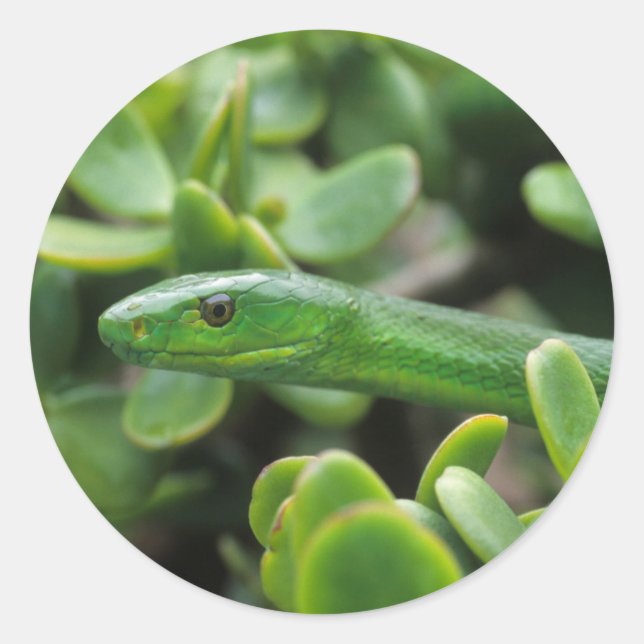 Sticker Rond Mamba verte orientale (Dendroaspis Angusticeps) (Devant)