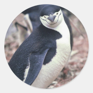 Sticker Rond Manchot Oiseau Mignon Animal Noir Blanc Eau