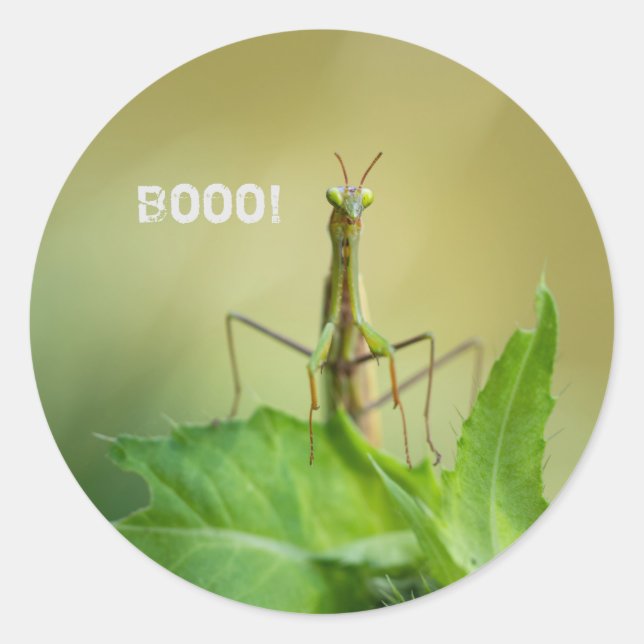 Sticker Rond Mante priante (Devant)