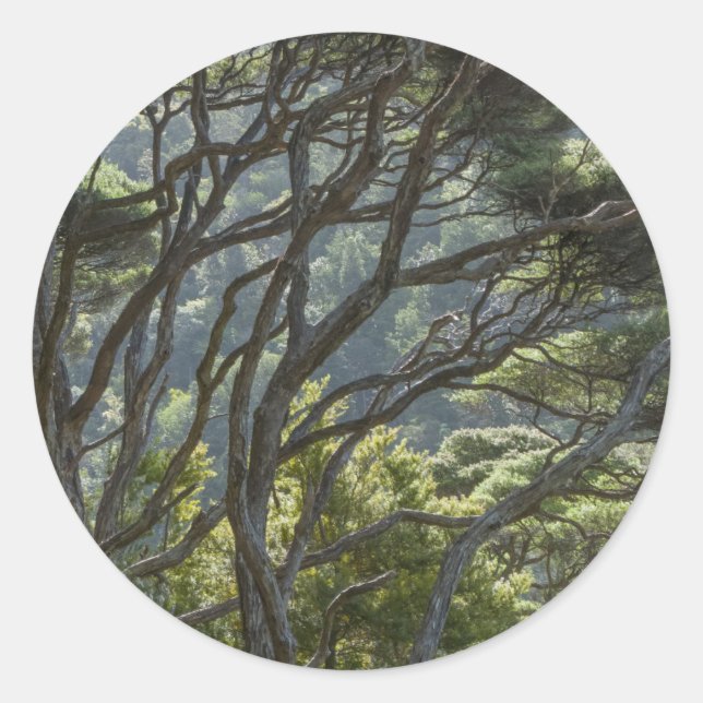 Sticker Rond Manuka Tree Forest New Zealand (Devant)