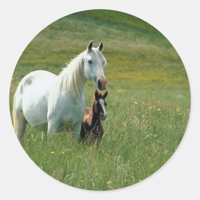 Sticker Rond Mare et poulain dans l'herbe haute (Devant)