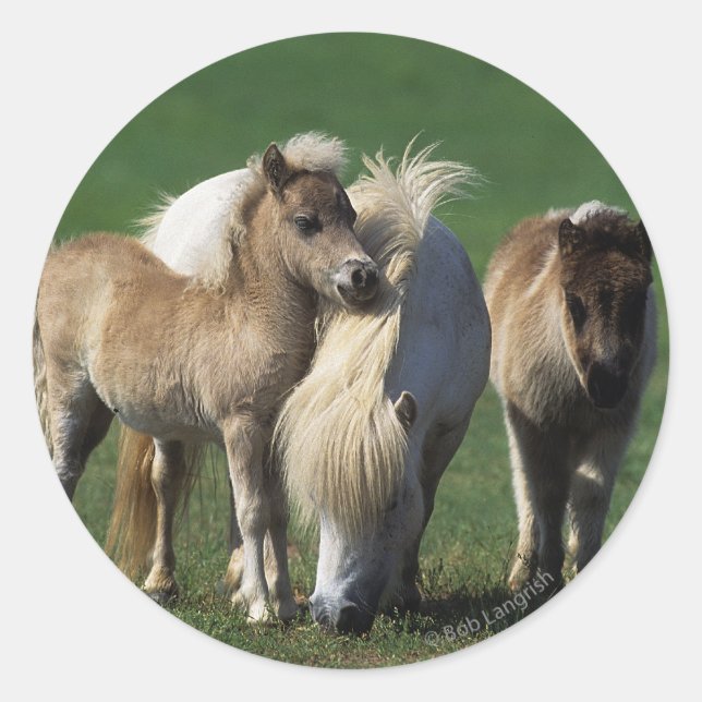 Sticker Rond Mare miniature et Foies 1 (Devant)
