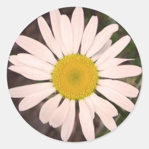 Sticker Rond Marguerite des prés