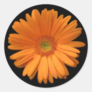 Sticker Rond Marguerite orange de Gerber