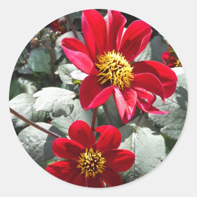 Sticker Rond marguerite rose chaud rouge / marguerites fleurs (Devant)