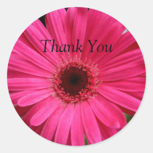Sticker Rond Marguerite rose de Gerbera