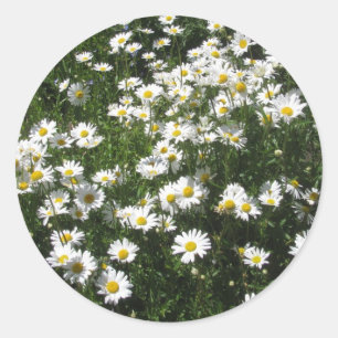 Sticker Rond Marguerites
