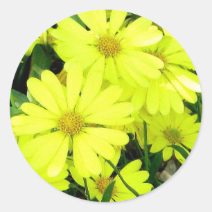 Sticker Rond Marguerites jaunes