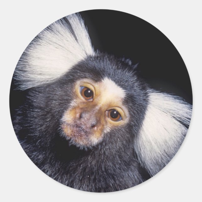 Sticker Rond Marmoset Monkey (Devant)