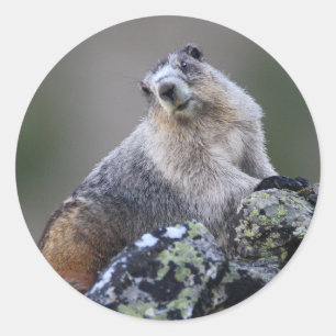 Sticker Rond marmotte