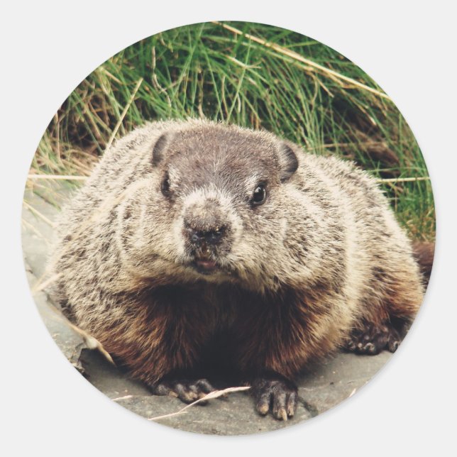 Sticker Rond Marmotte (Devant)
