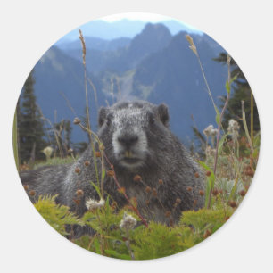 Sticker Rond marmotte au paradis