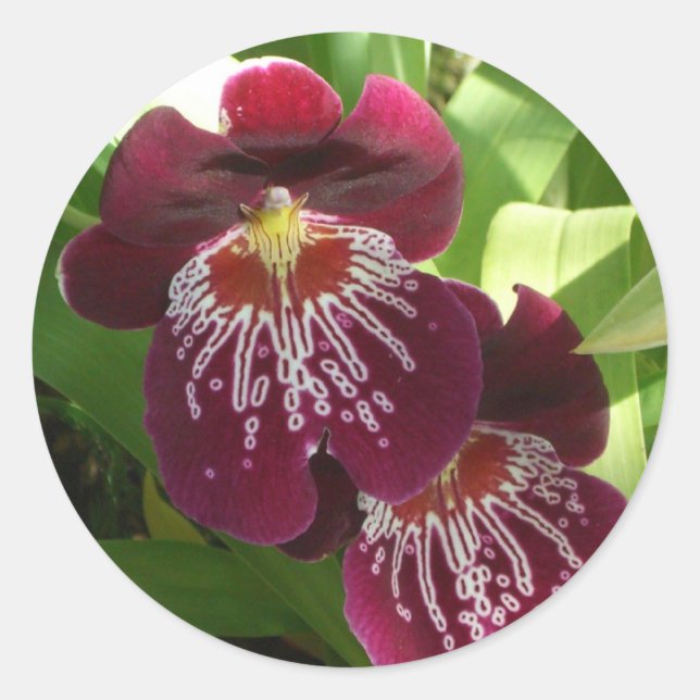 Sticker Rond Maroon Orchids II (Devant)