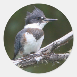 Sticker Rond martin-pêcheur