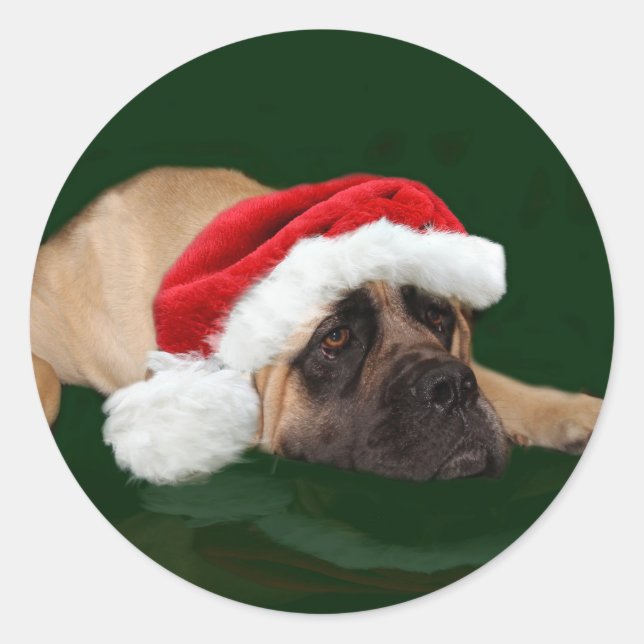 Sticker Rond Mastiff dans un chapeau de Père Noël (Devant)