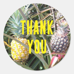 Sticker Rond Maui Hawaii Ananas Merci