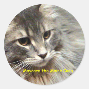 Sticker Rond Maynard le Maine Coon