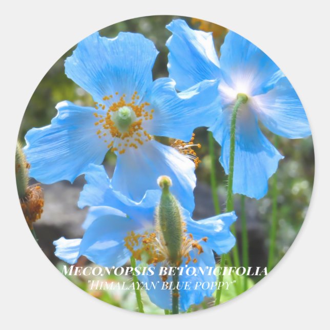 Sticker Rond Meconopsis betonicifolia [Round Seal] ラウンドシール (Devant)