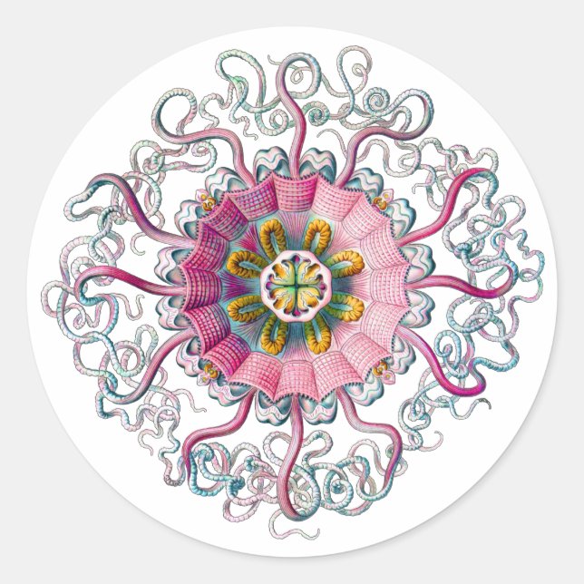 Sticker Rond Méduse de la Couronne ou du Casque (Devant)