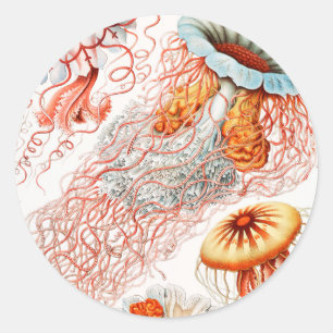 Sticker Rond Méduses, Discomedusae par Ernst Haeckel