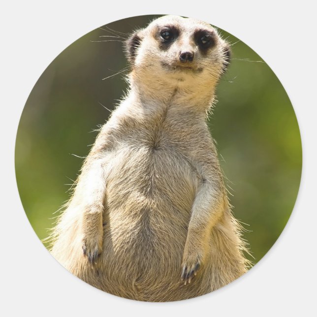 Sticker Rond Meerkat (Devant)