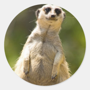 Sticker Rond Meerkat