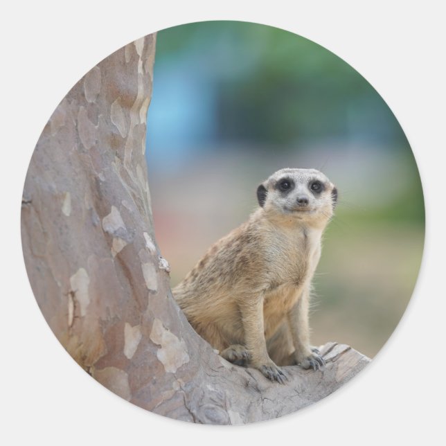 Sticker Rond Meerkat Sat sur arbre (Devant)