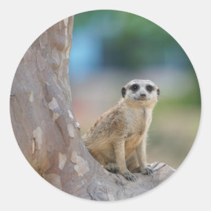 Sticker Rond Meerkat SAT sur l'arbre