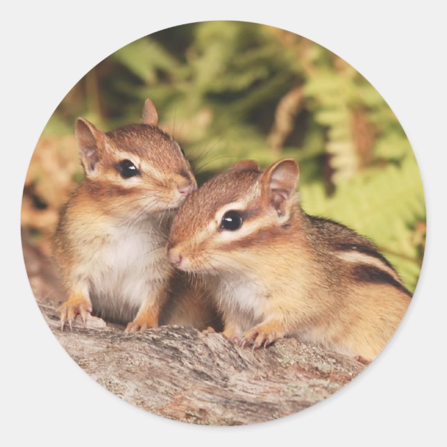 Sticker Rond Meilleurs amis Baby Chipmunks (Devant)