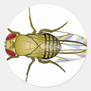 Sticker Rond melanogaster de drosophile