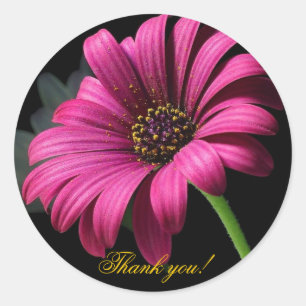 Sticker Rond Merci Gerber rose !