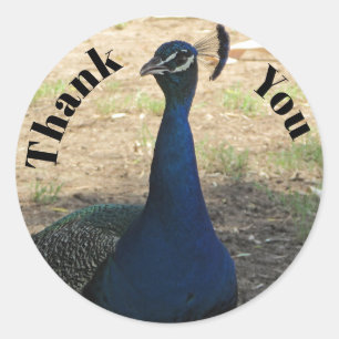 Sticker Rond Merci Peacock Photo Plumes Bleues Bleues Lumineuse