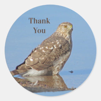 Sticker Rond Merci Young Hawk Beau Raptor Oiseau sauvage