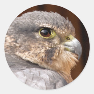 STICKER ROND MERLIN FALCON OISEAU DE PREY