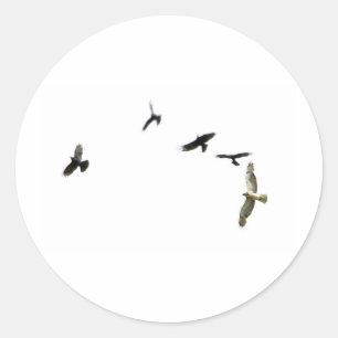 Sticker Rond Meurtre des corbeaux
