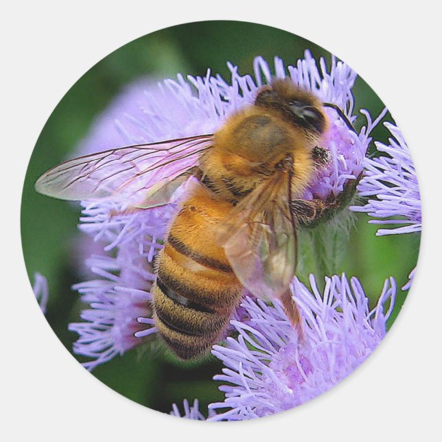 Sticker Rond Miel Bee (Devant)