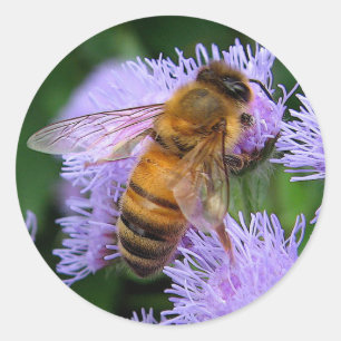 Sticker Rond Miel Bee