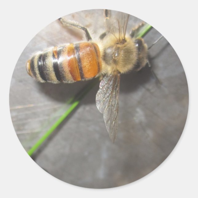 Sticker Rond Miel Bee (Devant)