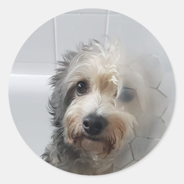 Sticker Rond Mignable Adorable West Highland White Terrier dans (Devant)