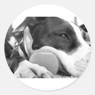 Sticker Rond mignon chien pitbulle à l'air triste noir blanc av