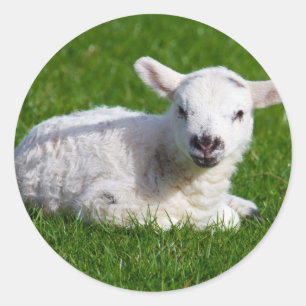 Sticker Rond Mignonne mouton bébé couché dans l'herbe