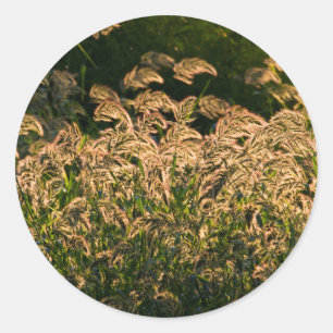Sticker Rond Millet sauvage (Panicum Sp.) poussant dans une zon