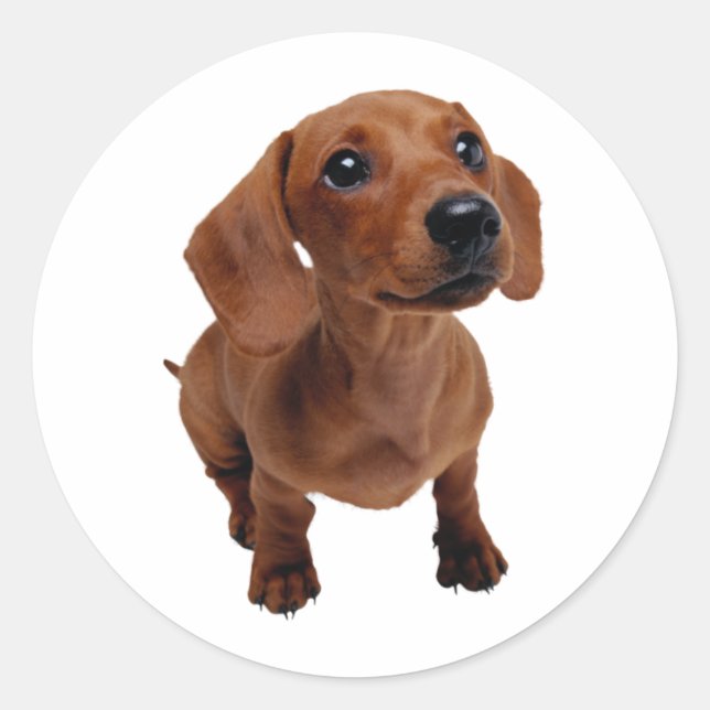 Sticker Rond Mini decal Dachshund (Devant)