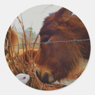 Sticker Rond Miniature cheval Brown et lapin de Pâques