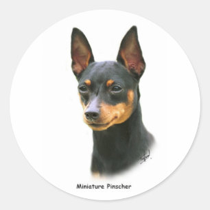 Sticker Rond Miniature de Pinscher