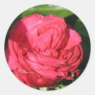 Sticker Rond Miss All-American Beauty Hybrid Tea Rose 097