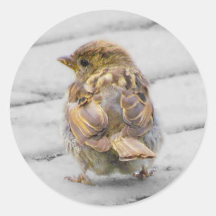 Sticker Rond Moineau de Brown