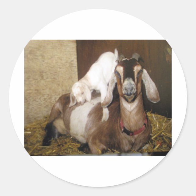 Sticker Rond Momma et bébé chèvre (Devant)
