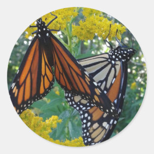 Sticker Rond Monarque Butterflies