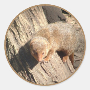 Sticker Rond mongole